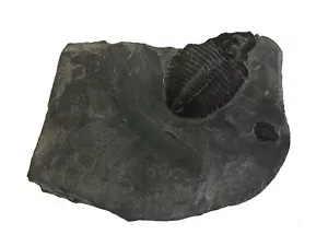Original Elrathia Kinghi Trilobit Fossil - 5" x 3" x 1" - Bild 1 von 3