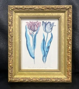 Framed Soichen-Marin Fine Art Print By Georg Wolfgang Knorr Tulipa Cultivar - Picture 1 of 15