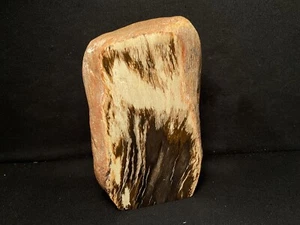 ~RW~ POLISHED "PETRIFIED WOOD" STANDUP SPECIMEN ~~ FIVE POUNDS - Picture 1 of 5