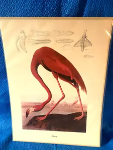 Estampado en color Audubon Flamingo 9x12 localización A - Imagen 1 de 7