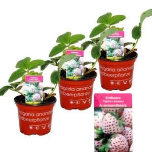 Weisse Ananas-Erdbeere - Set mit 3 Pflanzen - Fragaria - Ausgefallene Sorte - Bild 1 von 4