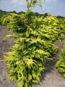 Chamaecyparis lawsoniana Lane - Gelbe Scheinzypresse Lane 40-50cm - Bild 1 von 1