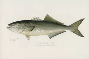Bluefish, Pomatomus Saltatrix por Sherman F Denton Giclee impresión artística envío gratis - Imagen 1 de 4