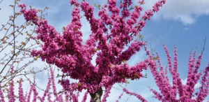 50 SAMEN CERCIS SILIQUASTRUM "BAUM DER LIEBE" + GRATIS GESCHENK - Bild 1 von 1