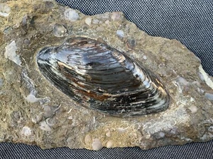 Polished Fossil Bivalve (Cardinia sp) Freestanding Specimen, Scunthorpe, England - Picture 1 of 5