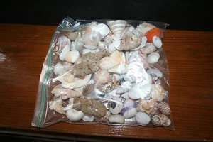 Muscheln gemischt Muschelmuschel etc. NEU! ÜBER 2 PFUND - Bild 1 von 10