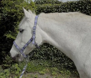 Rhinegold Carnival Padded Headcollar & Lead Rope Set | 7 Colours | 4 Sizes - Picture 1 of 8