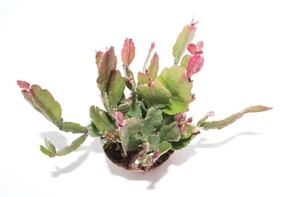 Rhipsalis agudoensis - Bild 1 von 4