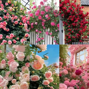 100pcs/pack Climbing Wall Rose Flower Seeds Outdoor Garden Decor Flower Seeds - Picture 1 of 11