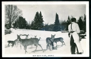 Canada Near SOUTH RIVER Ontario 1952 Deer Fawns. Real Photo Postcard - Picture 1 of 2