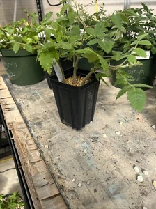 10 Seeds of Bursera aspleniifolia In California - Picture 1 of 3