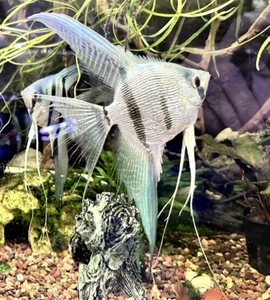 6 Pack Blue PH Striped Angelfish V/S Tail (5+1 Free) ~Dime/Nickel/Qtr Sized - Picture 1 of 13