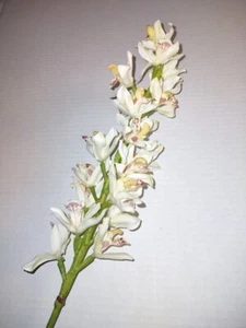 Artificial Cymbidium Orchid stem CREAM - Picture 1 of 4