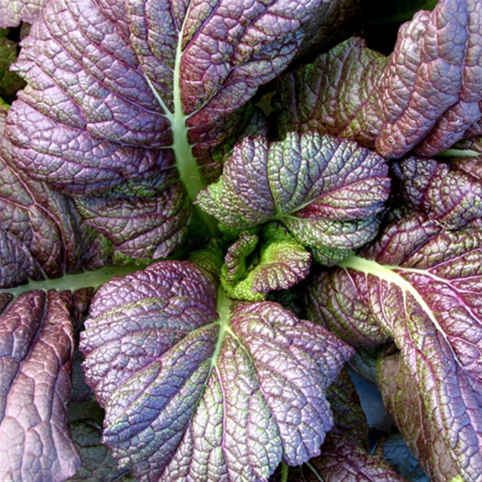 Lot De 50 Graines De Moutarde Rouge De Chine Graines Seed Aromatique