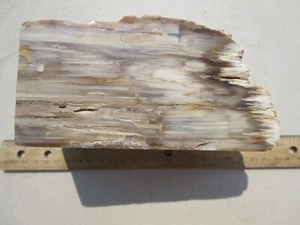 731  FACE POLISHED PETRIFIED WOOD.  3.3# .  EX OLD TIME ROCK SHOP - Picture 1 of 6