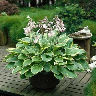 Large Full Size Giant Elephant Ears HOSTA  3+ yo Well Rooted Plant - Image 1 of 2