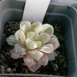 Haworthia Cooperi Autumn Memorial variegatedHybrid rare succulent plant - Picture 1 of 3