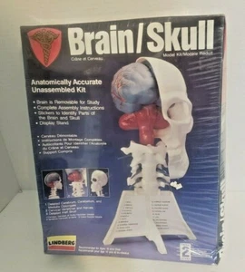 Linberg Skull/Brain Model Kit 1995 Plastic 3D Made in USA Sealed in Box - Picture 1 of 6