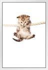 Cute Kitten Kitty Cat Hanging On To Rope Photo White Wood Framed Poster 14X20