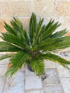 Variegated cycas revoluta 18 cm plus suckers rare cycad no Encephalartos - Imagen 1 de 6