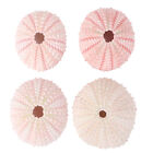 Sea Urchin Shells Conch Shells Craft Supplies