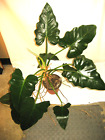 Sale Last 1! 1 Cutting Rare The Beast Philodendron Giganteum  Huge Leaf