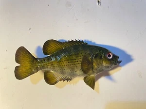 Taxidermy fish mount rock bass redeye real skin mount - Picture 1 of 7