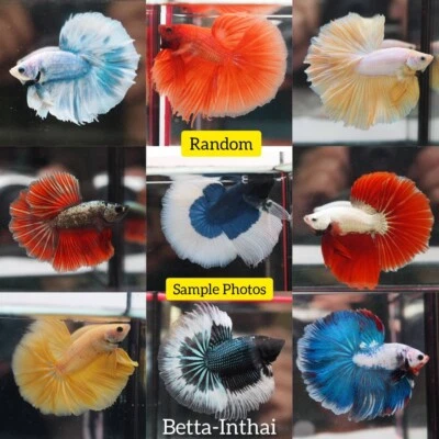 Live Betta Fish Halfmoon Male Randomly High Quality Many Color More than Photos - Image 1 of 3