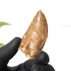 Fósil de diente de dinosaurio "tipo africano T. rex" de 2,15 pulgadas (Carcharodontosaurus sahar - Imagen 1 de 8