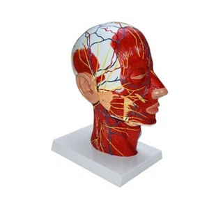 Menschlicher Kopf Anatomisches Modell mit Muskel Neurovaskulär für Klassenzimmer Display - Bild 1 von 8