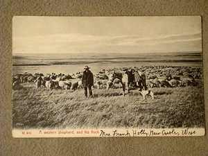 A Western Shepherd and His Flock - Picture 1 of 2
