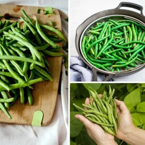 10 Bean Seed - Heirloom Greenpod Garden Bush Beans Seeds Fast growing - Picture 1 of 5