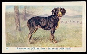 ROTTWEILER German Dog Trade Advertising Card c 1930s for Dog Biscuits - Picture 1 of 2