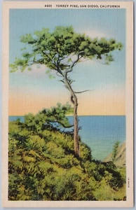 Postal de lino Torrey Pine San Diego California, c1931 - Imagen 1 de 2