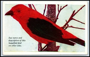 Postcard Scarlet Tanager United States T43 - Picture 1 of 2