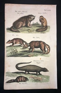 MERIAN - ARDILLA, MARMOT PL.67 FOLIO - GRABADO ORIGINAL - 1650 1A EDICIÓN - Imagen 1 de 1