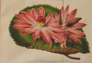 Antiker Lithographiedruck "Rosa Seerosen", mattiert, ungerahmt - Bild 1 von 3