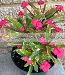 Thailändische Dornenkrone Euphorbia milii bunt ROSA CHARM Corona de Cristo - Bild 1 von 12
