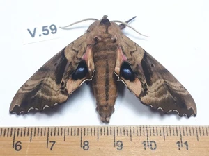 Unmounted Butterfly insects moth, Lepidoptera Sphingidea. North america Quebec - Picture 1 of 2