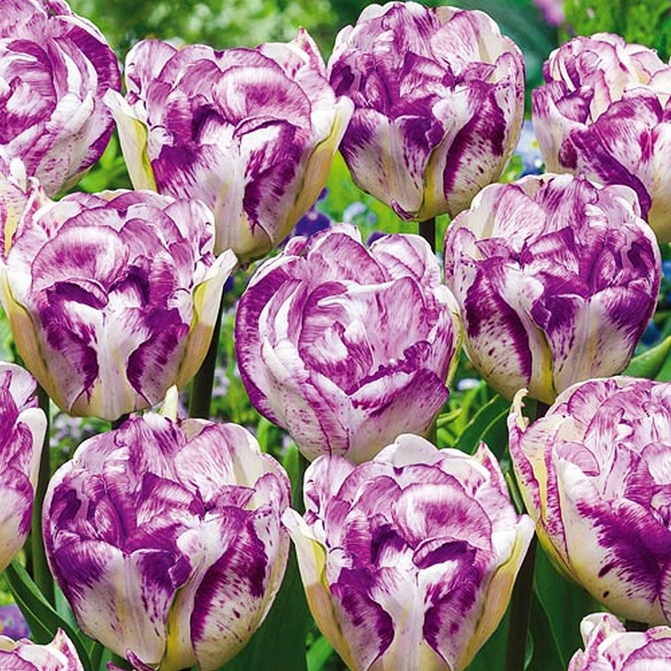 Tulpen Tulpenzwiebeln Blumenzwiebeln Zwiebeln Blumen weiß-violette Tulpe 10 St. - Bild 1 von 1