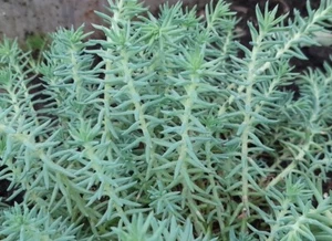 Sedum Silver Sediforme Succulent Plant Well Rooted Rockery Conservatory - Picture 1 of 2