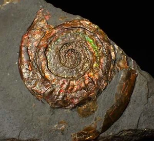 Rainbow iridescent Psiloceras ammonite fossil display piece Jurassic ammolite UK - Picture 1 of 6