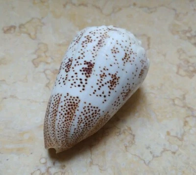 Conus Arenatus Beautiful wow Pattern HUGE sea shell 88.7mm Coloration specimen - Image 1 of 4