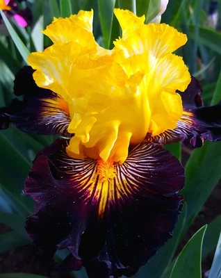 3 Bearded Iris Rhizomes " Reckless Abandon "   Tall Live Plant Bulbs - Image 1 of 4