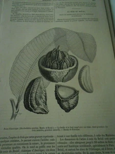 La Noix du Brésil 1856 Gravure Print Article - Imagen 1 de 1