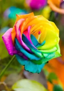 RARE 10 + 10 FREE Seeds Rainbow Rose Flowers Personalised Tag Birthday Gift 💝 - Picture 1 of 12