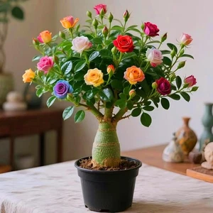 Winterharte mehrjährige，Wüstenrose für Außenbereich，Einfach zu Pflegen - Picture 1 of 1