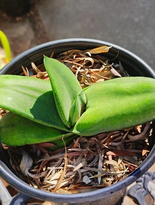 Gasteria CV Dumpy Foto 1 de 4