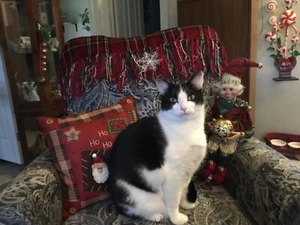 Buy a cat picture and help support cats at shelter in KY! WE NEED YOUR HELP - Picture 1 of 4