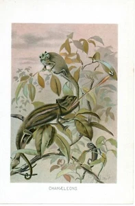 Stampa Antica 1905 = CAMALEONTE = Rettili = CROMOLITOGRAFIA Old Print - Imagen 1 de 1